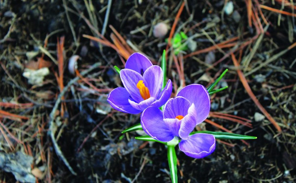 Planting Bulbs in Fall for Early Spring Flowers